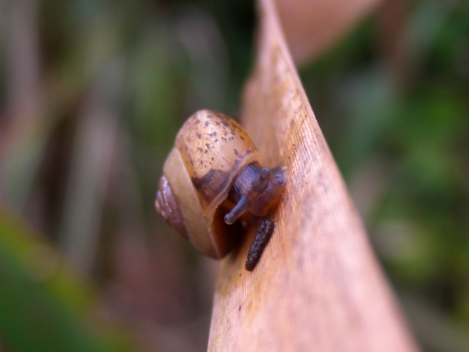 Chiocciola da identificare