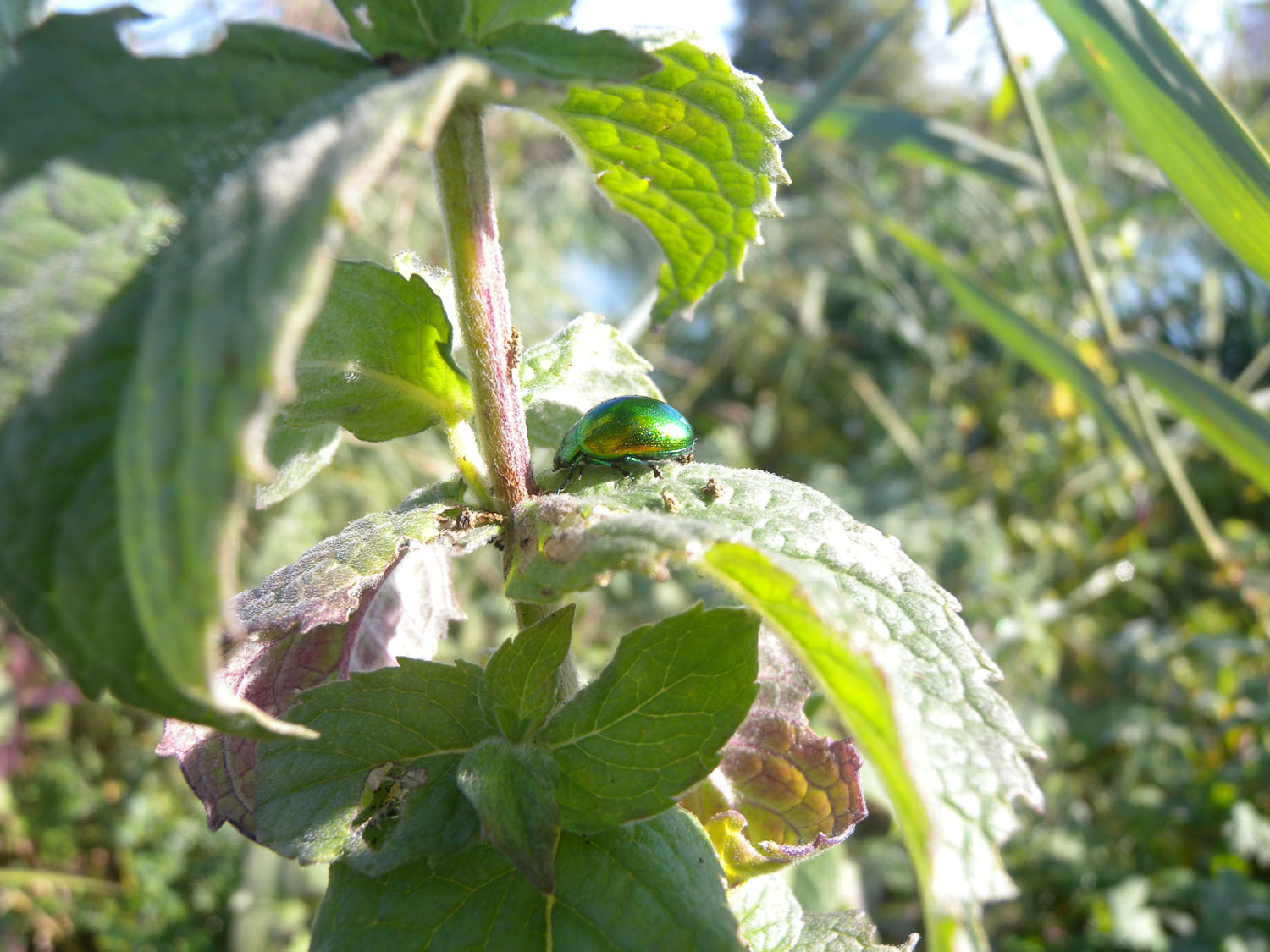 Chrysolina cfr herbacea