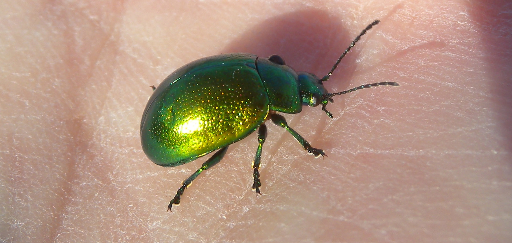 Chrysolina cfr herbacea