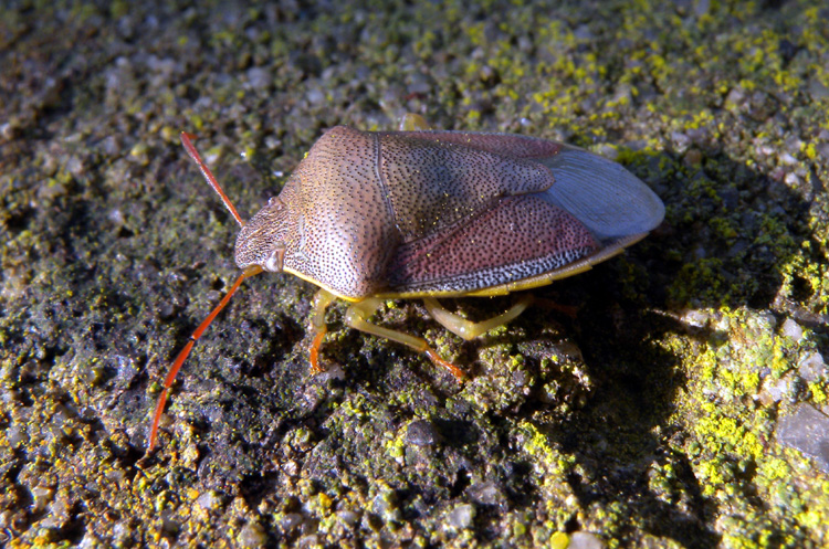 Pentatomidae: Piezodorus lituratus della Lombardia (MI)