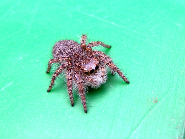 Philaeus chrysops
