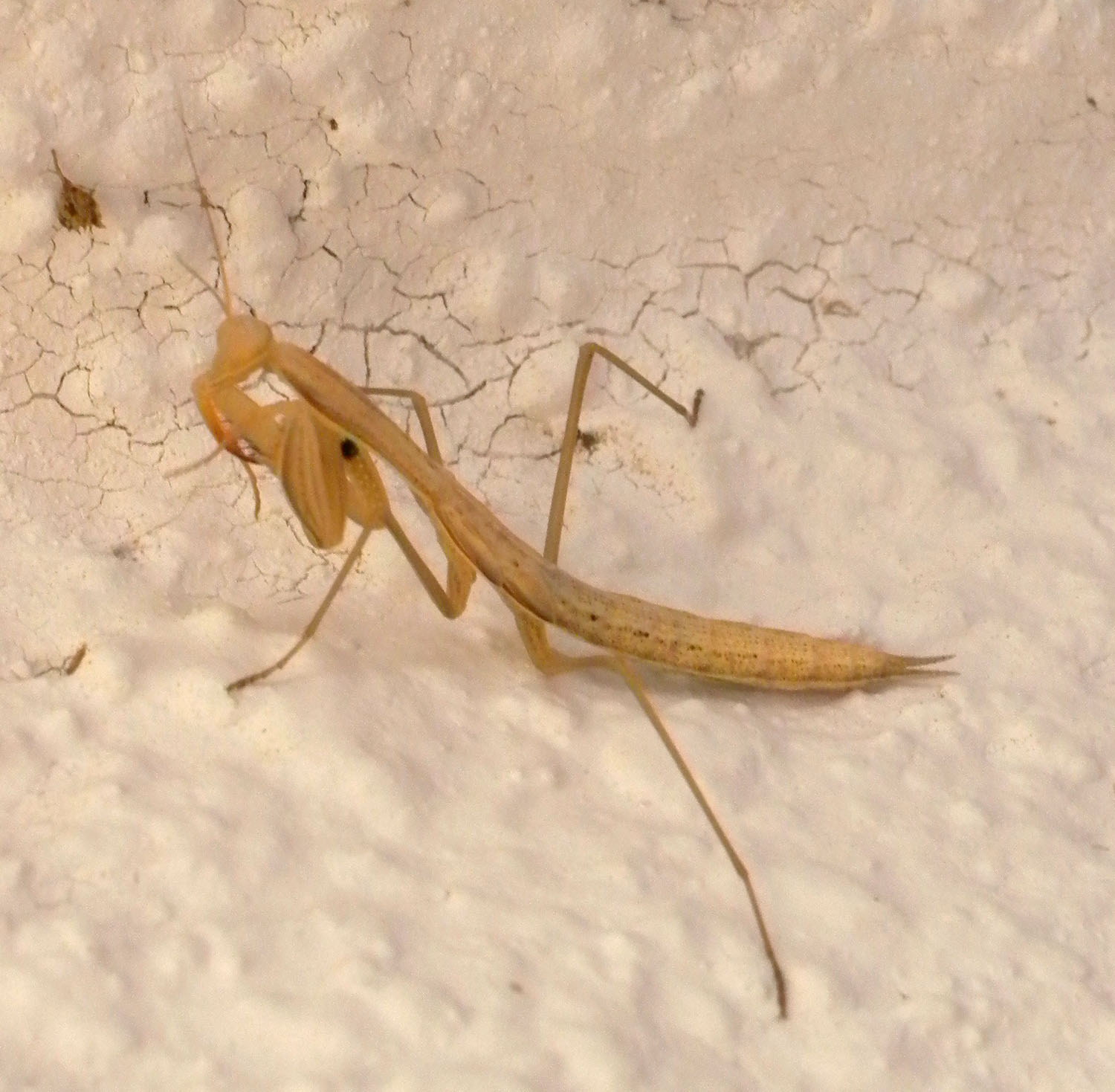 Piccola mantodea
