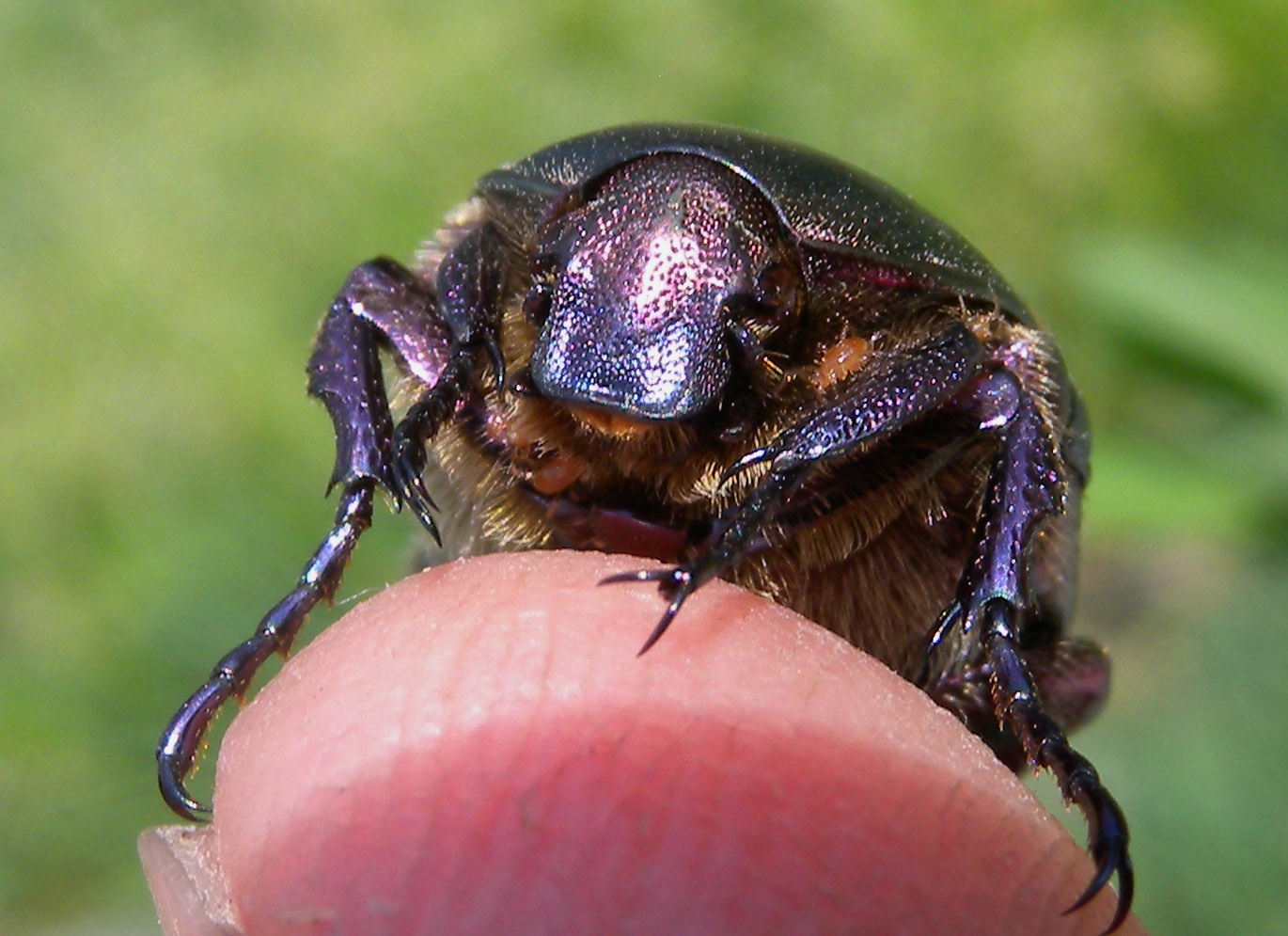 Cetonia sp.