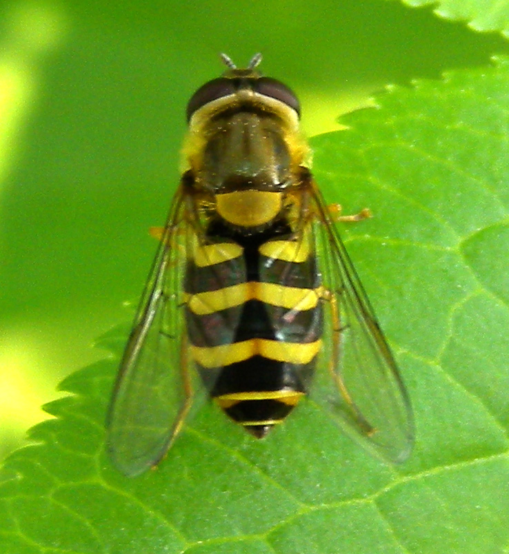 Epistrophe ?