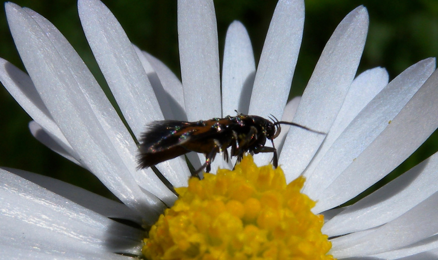 Farfallina ,dubbio id. - Pancalia leuwenhoekella