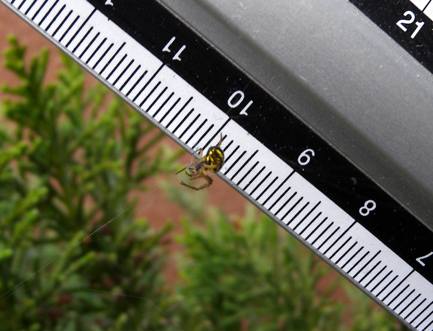 Mangora acalypha