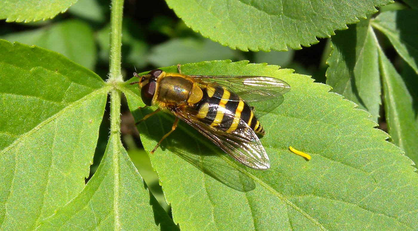 Epistrophe ?