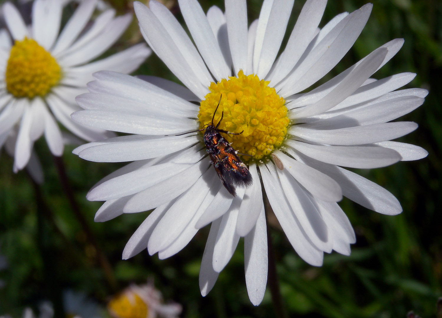 Farfallina ,dubbio id. - Pancalia leuwenhoekella