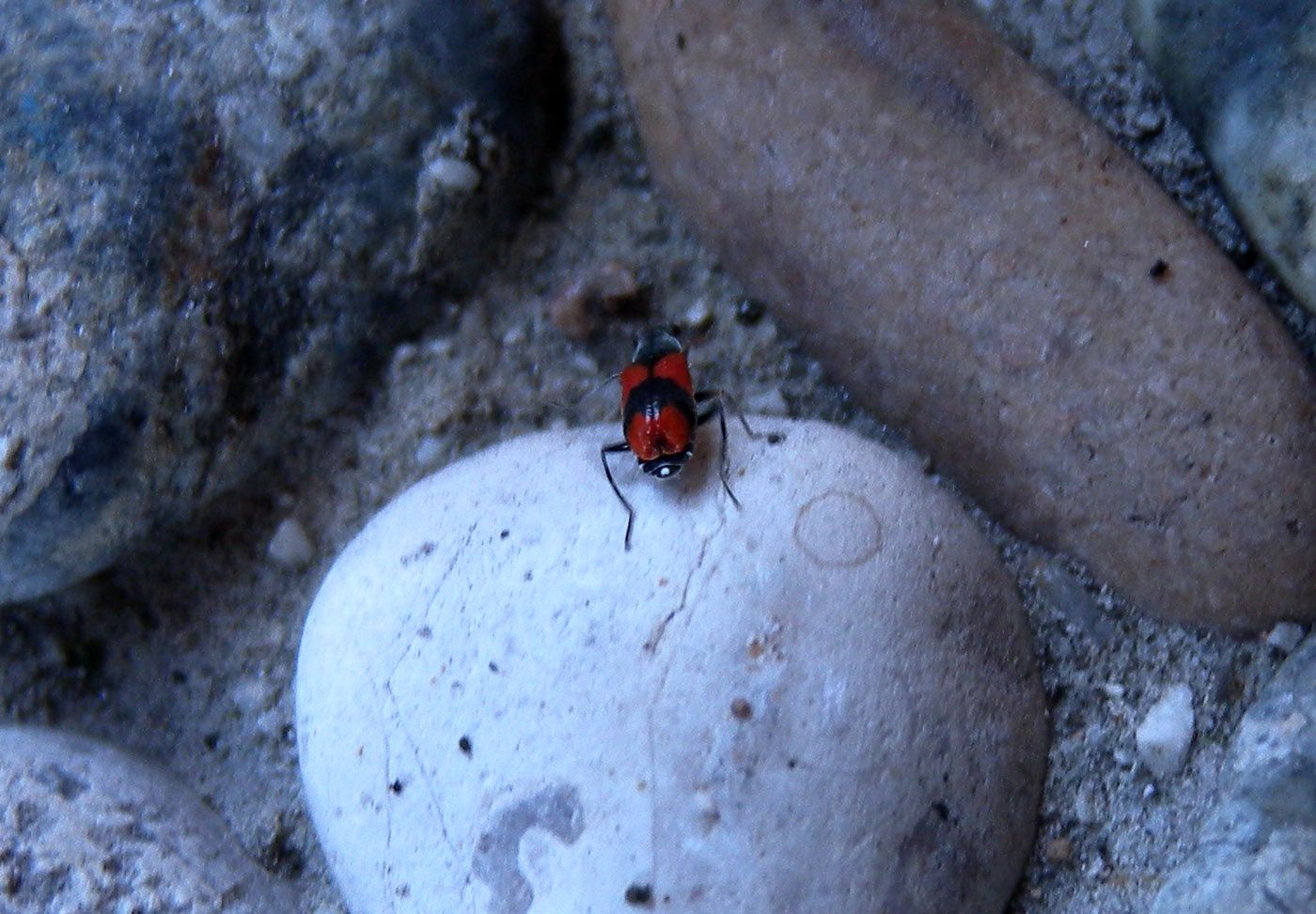 rosso-nero