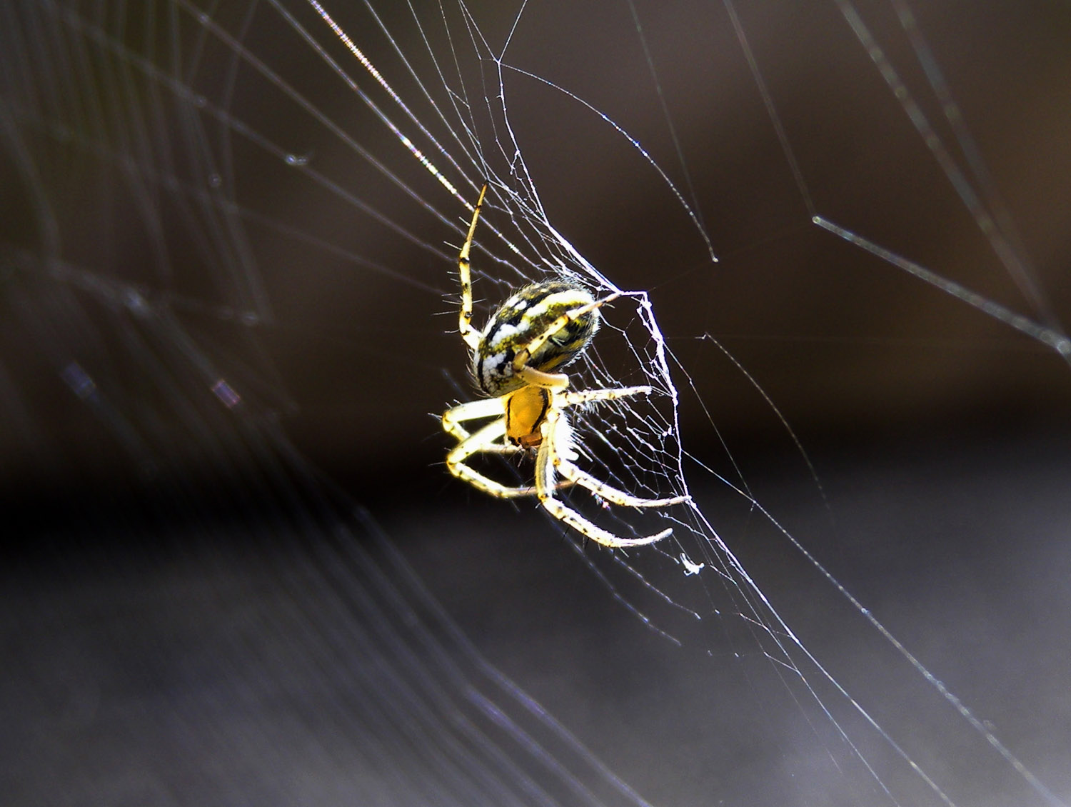 Mangora acalypha