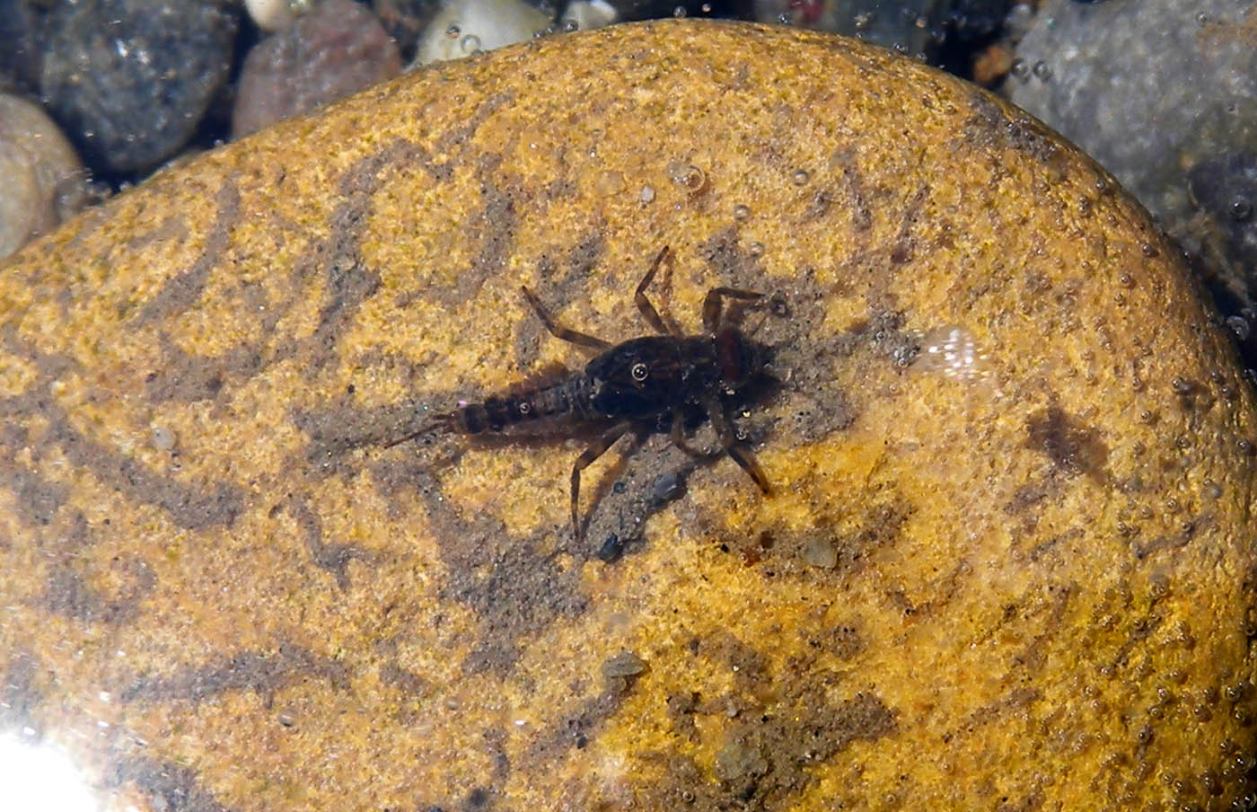 larva Ephemeroptera ?