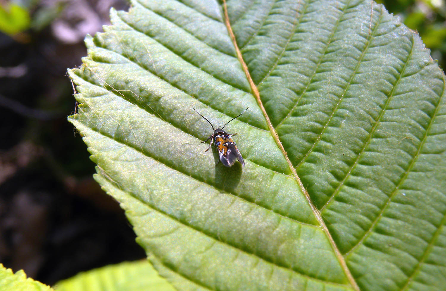 Farfallina ,dubbio id. - Pancalia leuwenhoekella