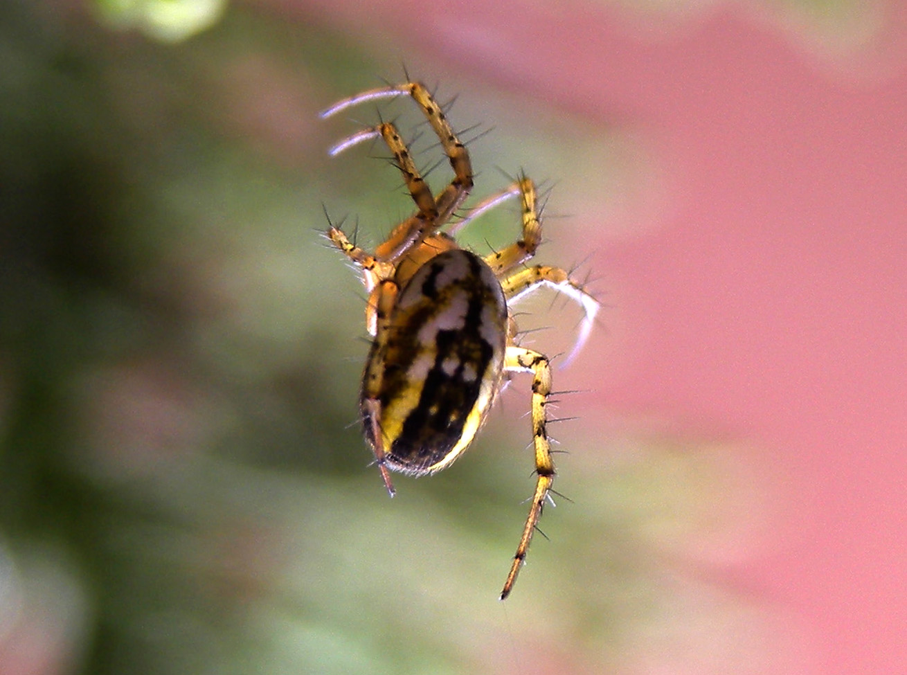Mangora acalypha