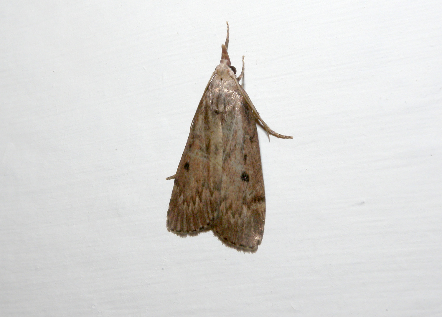 Crambidae ?