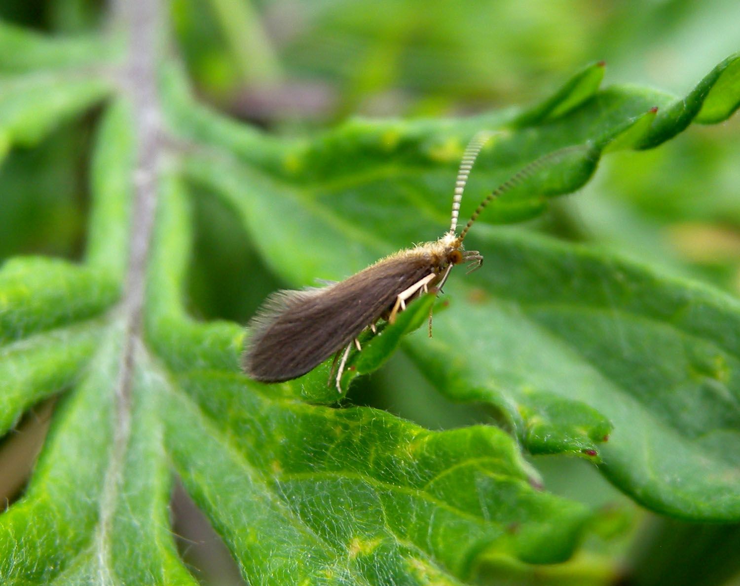 Sericostoma sp.