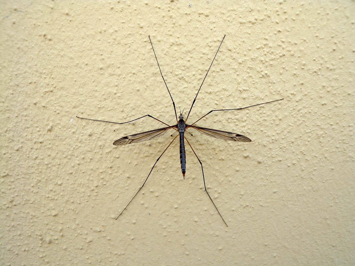 Tipulidae