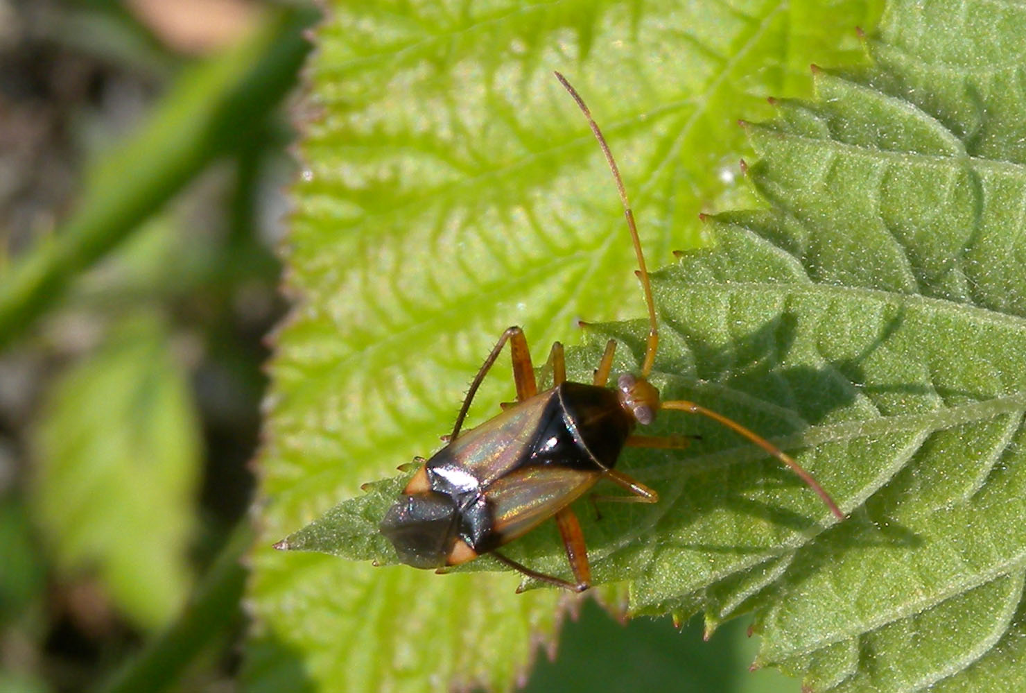 Miridae: Megacoelum infusum di Paullo (MI)