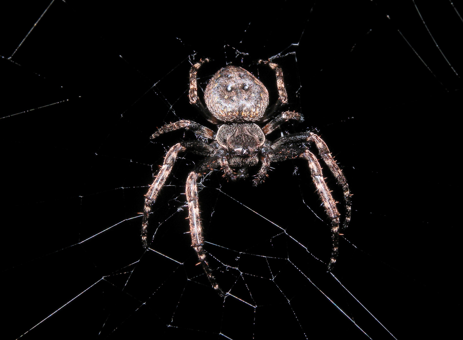 Nuctenea sp.