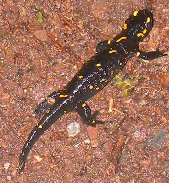Salamandra pezzata