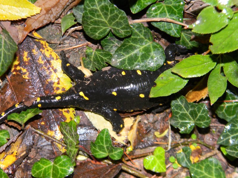 Salamandra pezzata