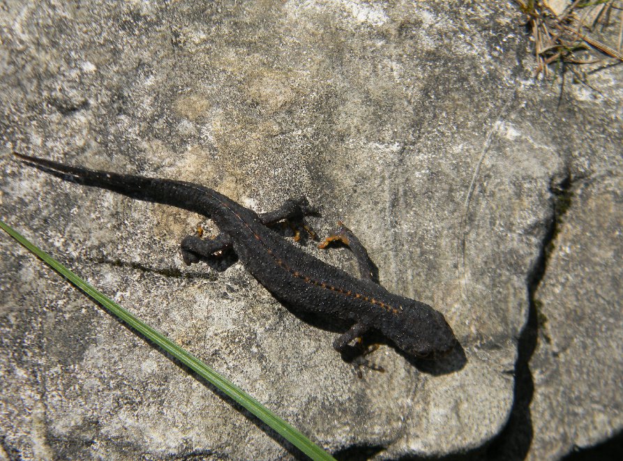 Giovane Salamandra...quale? Lissotriton vulgaris vulgaris