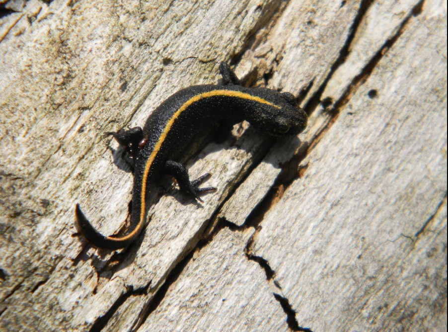 Giovane Salamandra...quale? Lissotriton vulgaris vulgaris