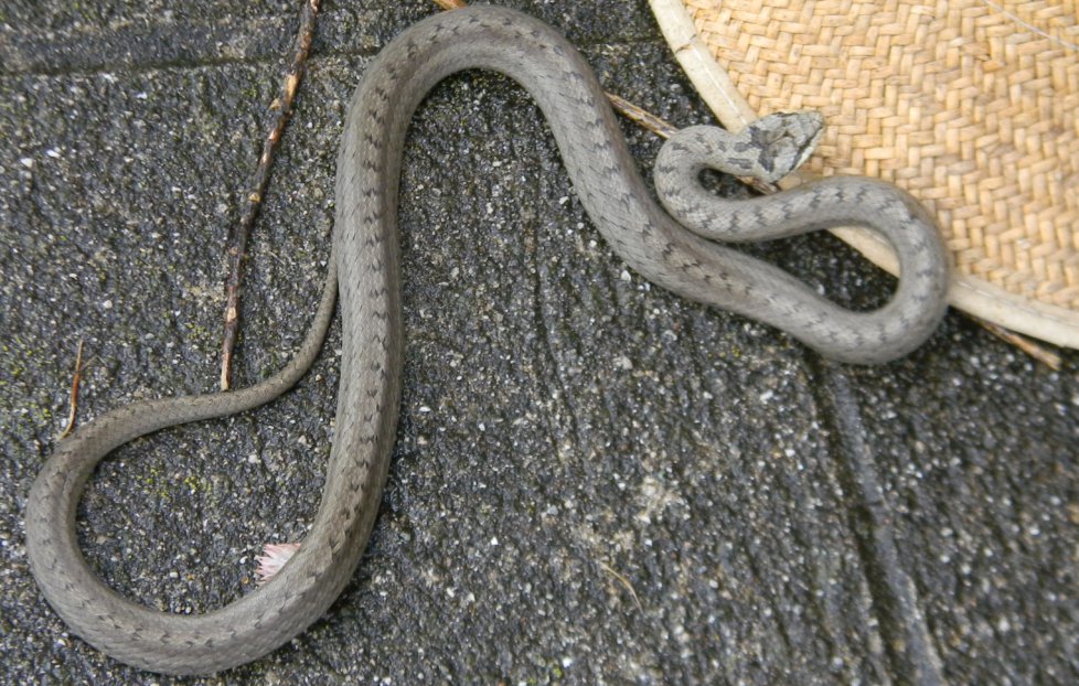 Coronella austriaca?
