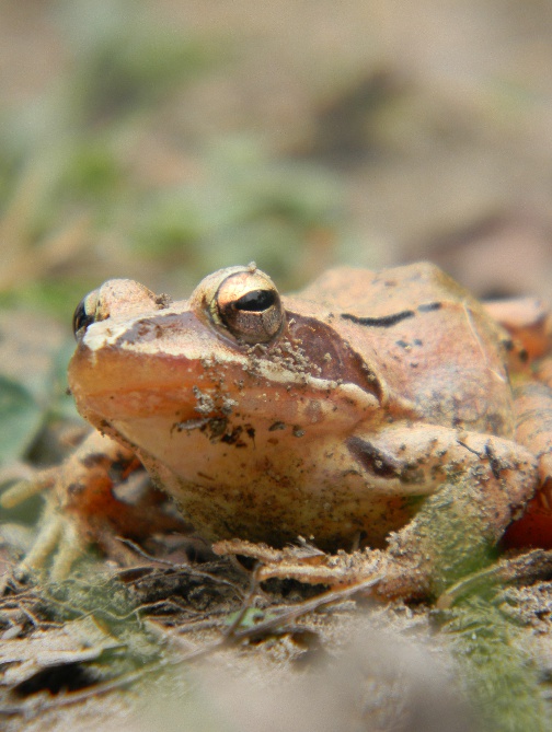 Insieme nel Parco del Delta del Po, probabilmente