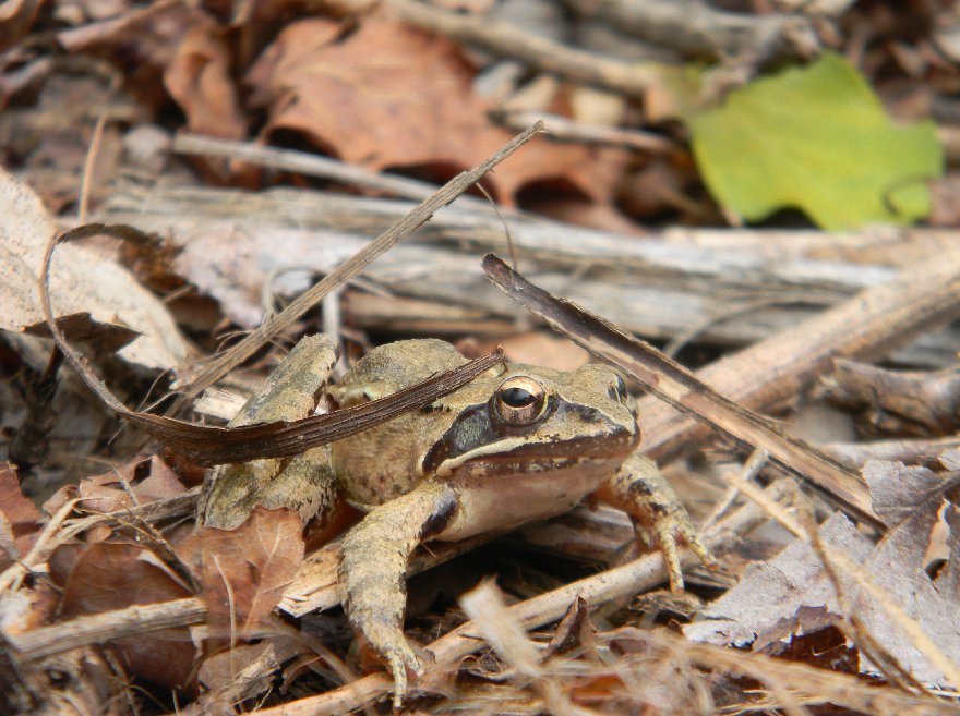 Rana dalmatina? (Anatolia) Rana macrocnemis