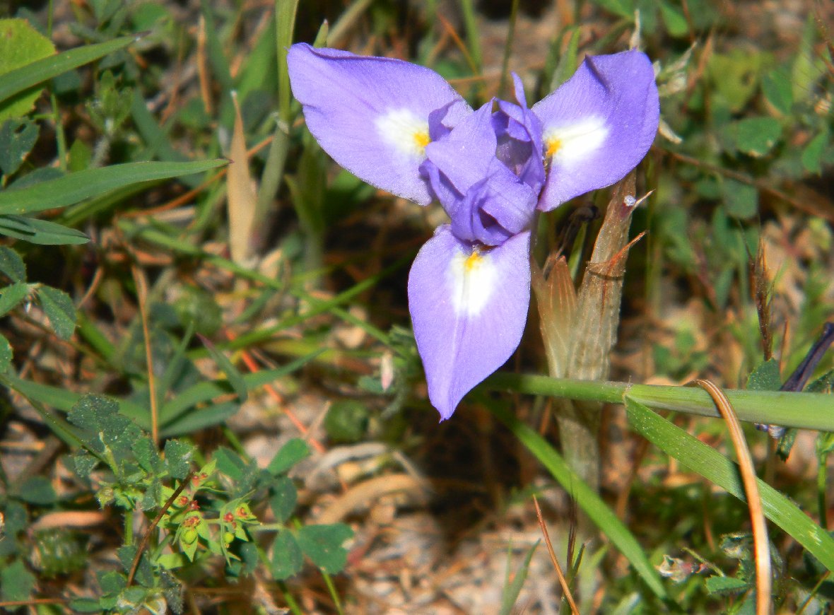 Fiore sardo da identificare -Moraea sisyrinchium