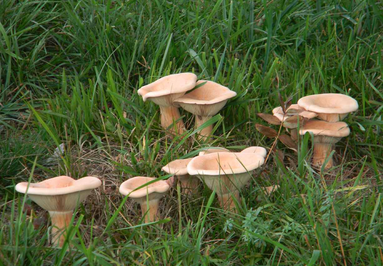 Cerchio delle streghe