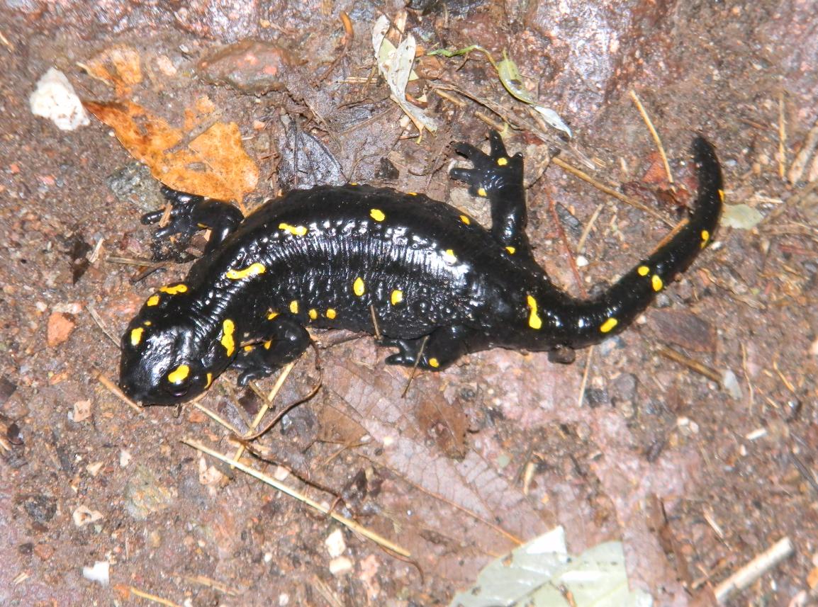 Di nuovo incinta! Salamandra salamandra