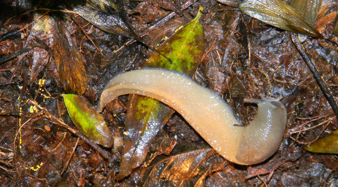 Limax cinereoniger (?) da Ravascletto (Udine)