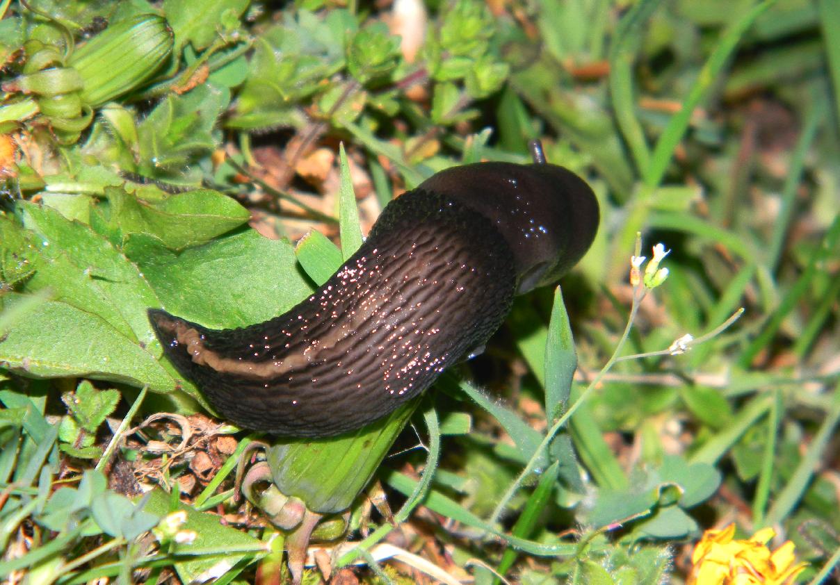 Un Limax da Camaldoli (Arezzo)