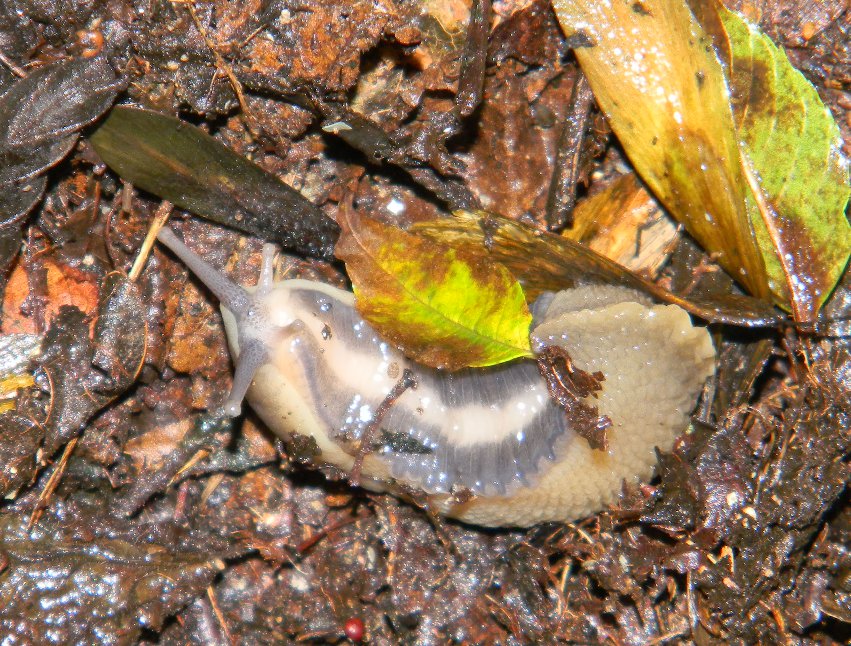 Limax cinereoniger (?) da Ravascletto (Udine)