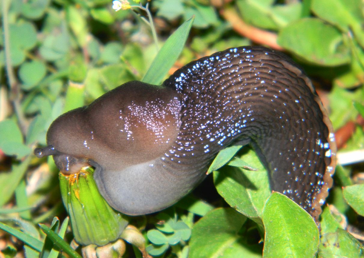 Un Limax da Camaldoli (Arezzo)