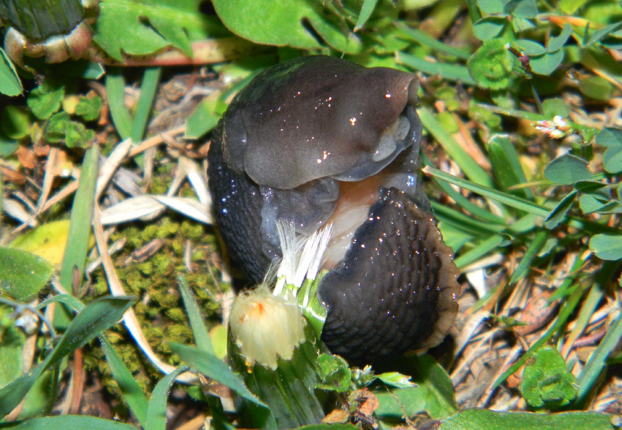 Un Limax da Camaldoli (Arezzo)