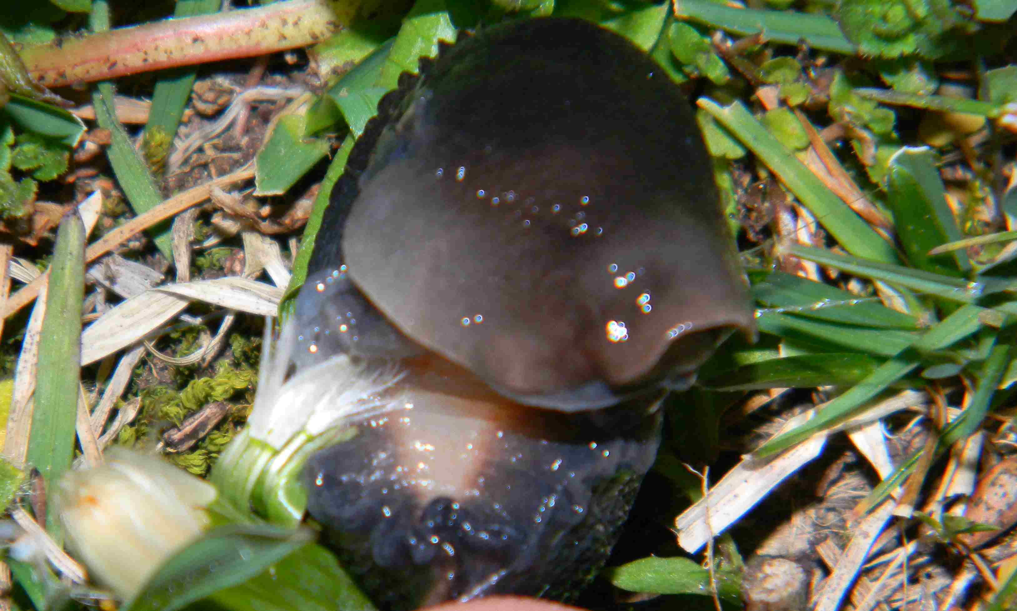 Un Limax da Camaldoli (Arezzo)