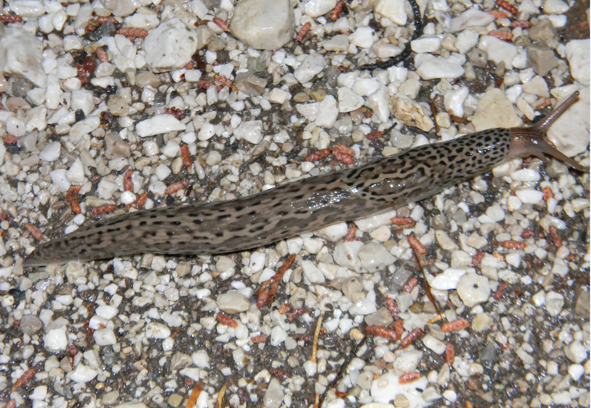 Limax maximus da Bolzano