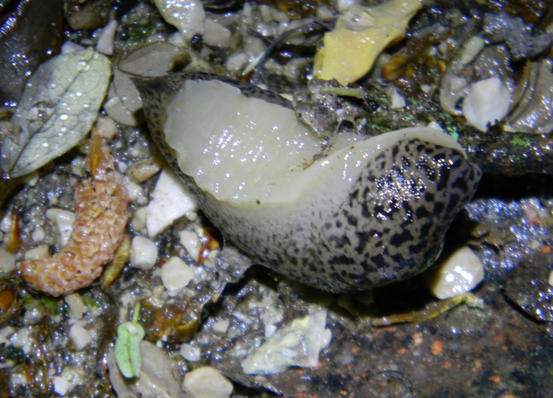 Limax maximus da Bolzano