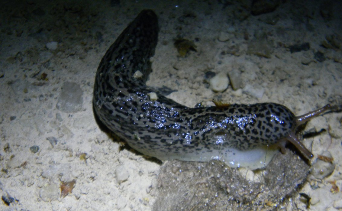 Limax maximus da Bolzano