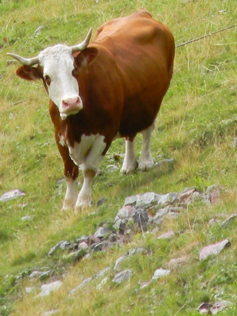 Laghetto alpino...