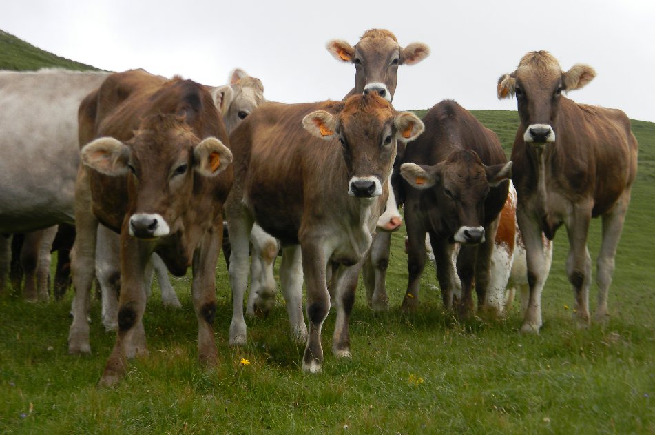 Anfibi e bovini, o la caccia all''ululone pi alto del mondo