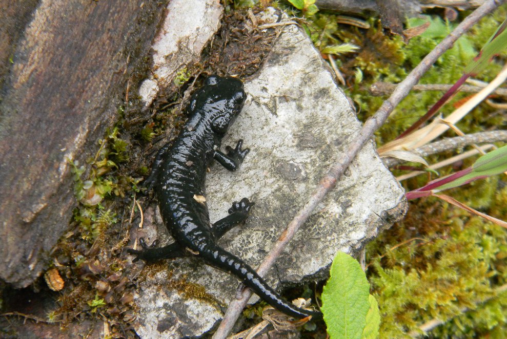 Giovane Salamandra...quale? Lissotriton vulgaris vulgaris