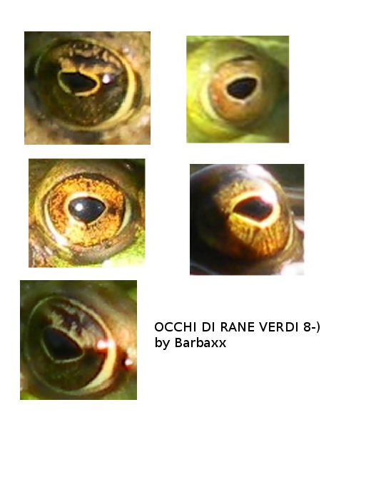 rana - probab. Pelophylax lessonae (prov. Sondrio)