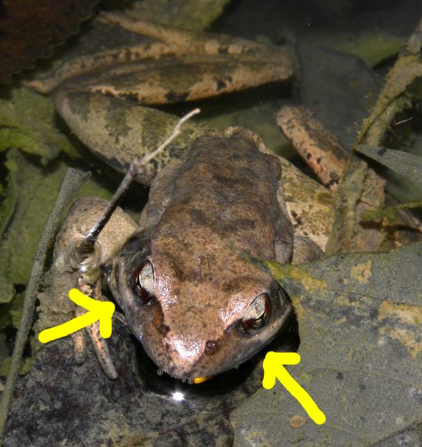Rana dalmatina. Primo avvistamente dell''anno.