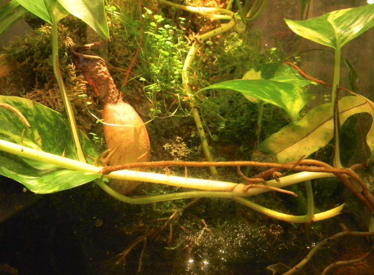 Lissotriton vulgaris meridionalis