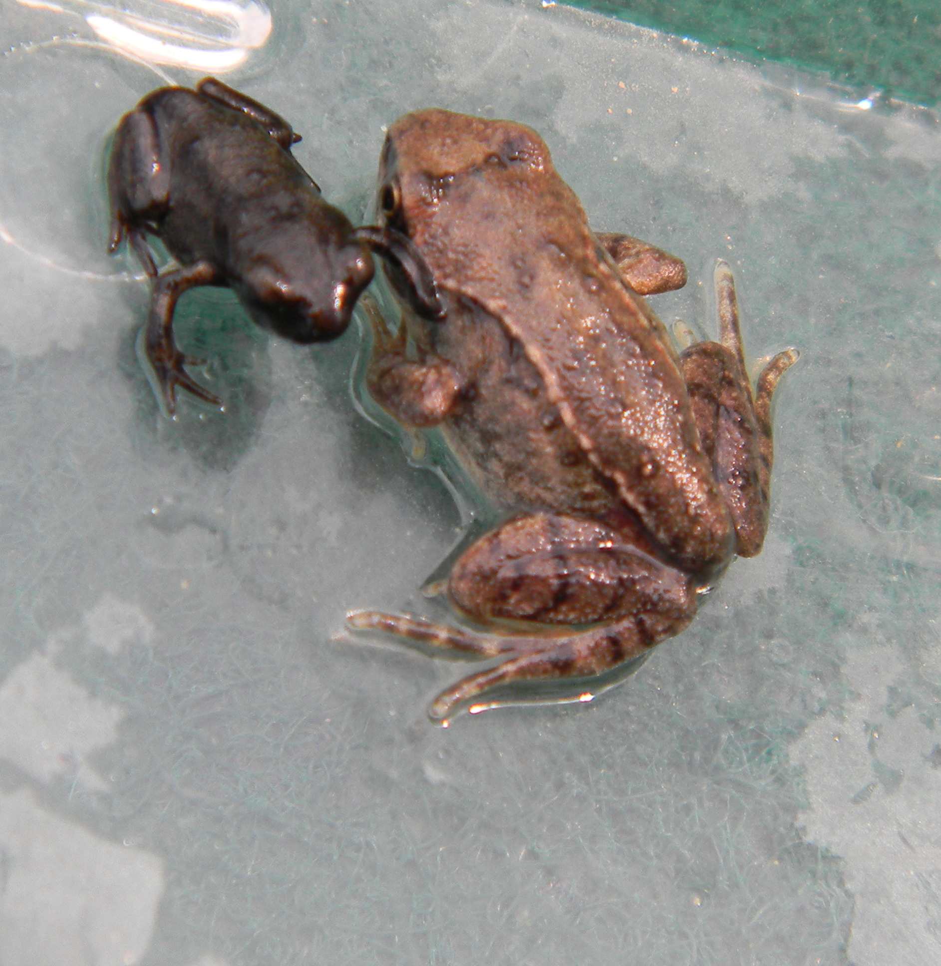 aiuto identificazione rana di montagna - rospo Bufo bufo