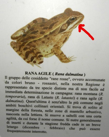 Rana dalmatina. Primo avvistamente dell''anno.