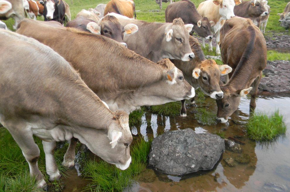 Anfibi e bovini, o la caccia all''ululone pi alto del mondo